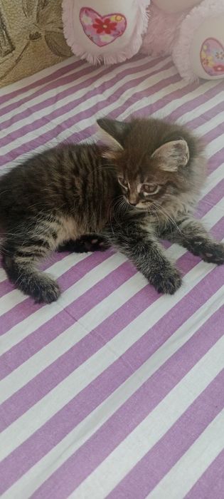 Котята бесплатно