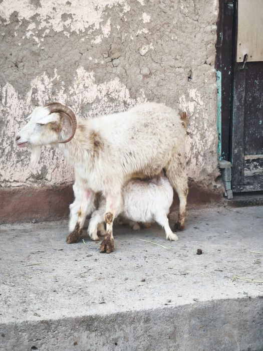 Ешкі сатылады ырғач лағымен