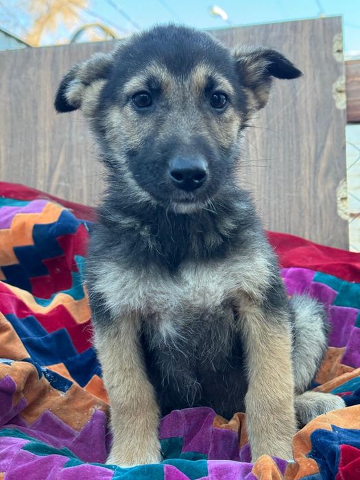 Отдам хвостиков в добрые руки