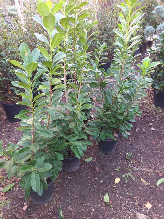 Laur englezesc laurocerasus