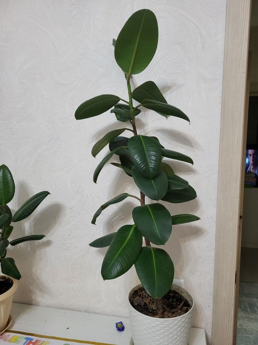 Продам комнатные цветы