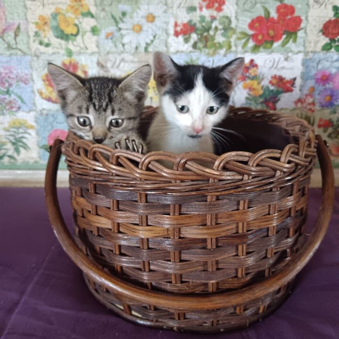Котята в добрые руки!