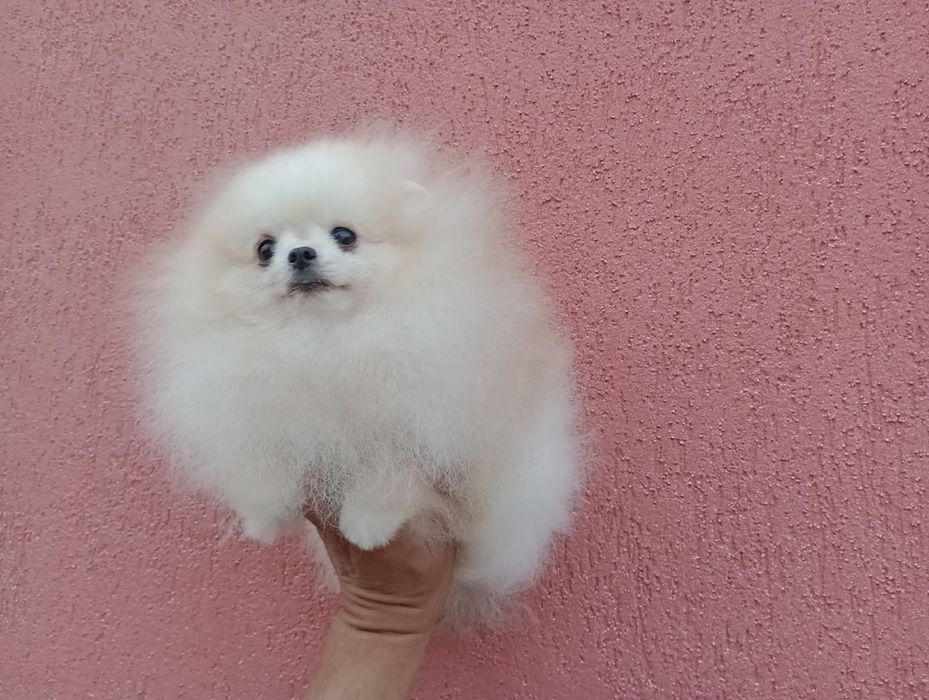 Мъжки млад мини Померан!