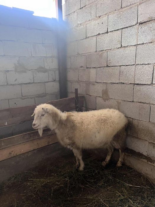 Екі ешкі сатылады