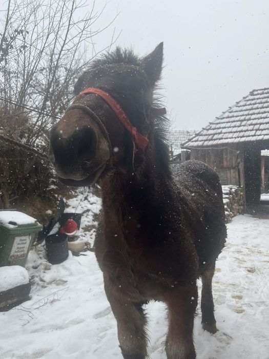 Mânz de vânzare s greu de șapte luni 7