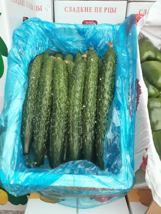 Свежие  огурцы и хрустящий