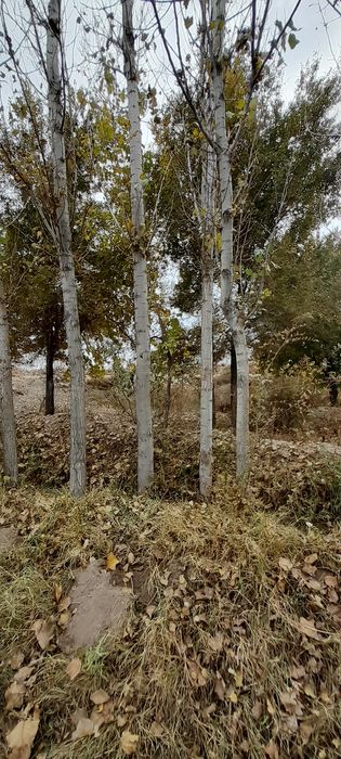 Terak sotiladi 40000 sum dan 200 dona