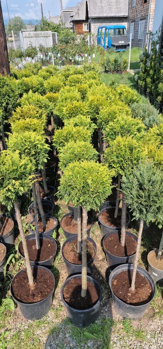 Plante ornamentale si tuia