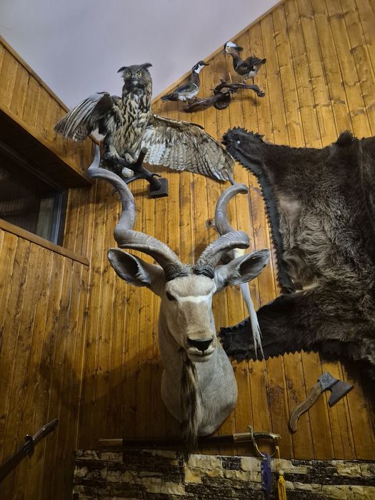 Trofeu Antilopa Kudu Urias