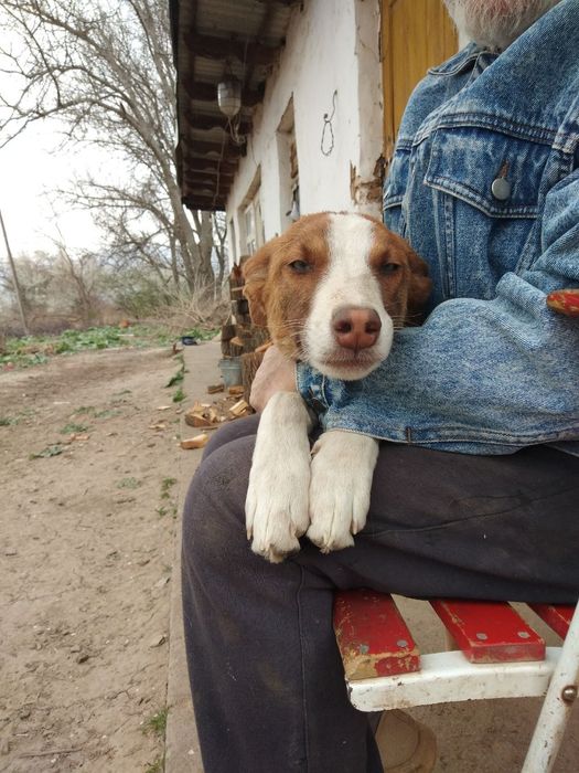 Пидбулл метис Стафор Продается
