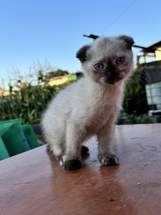 Кошечка скоттиш фолд