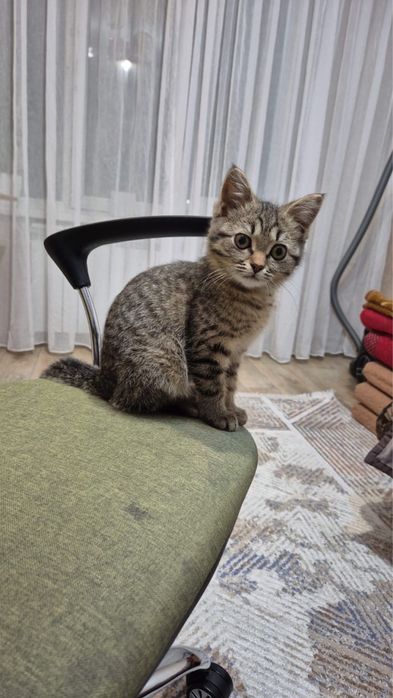 котенок умный, чистоплотный