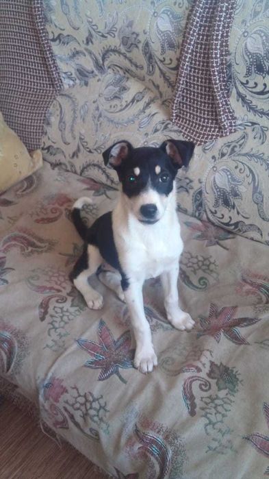 Ищем дом  трёхмесячной малышке !