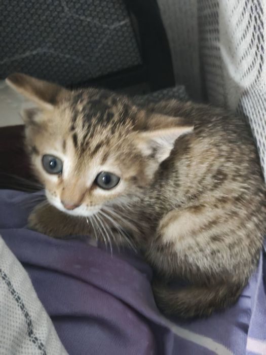 котенок в добрые руки