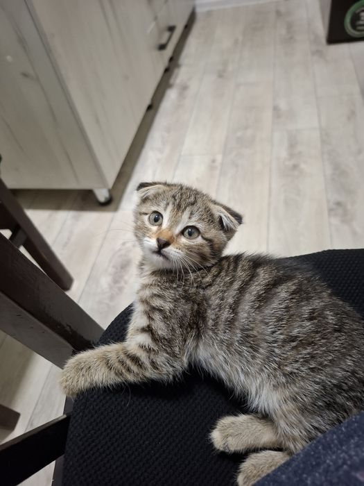 Кошка девочка в добрые руки
