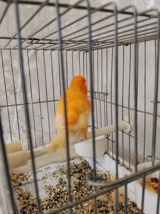 Shmel nar sotiladi va barter ham bor