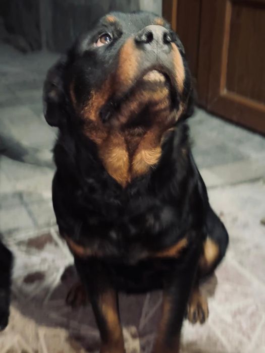 породистый ротвейлер