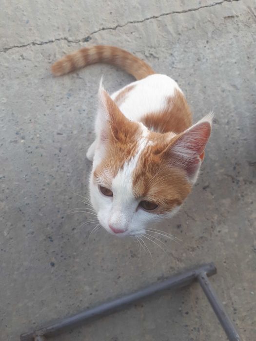 Отдам домашнюю кошку