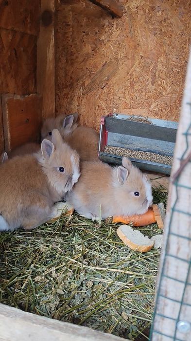 Iepurași pitici Iași locația Dumbrava ciurea