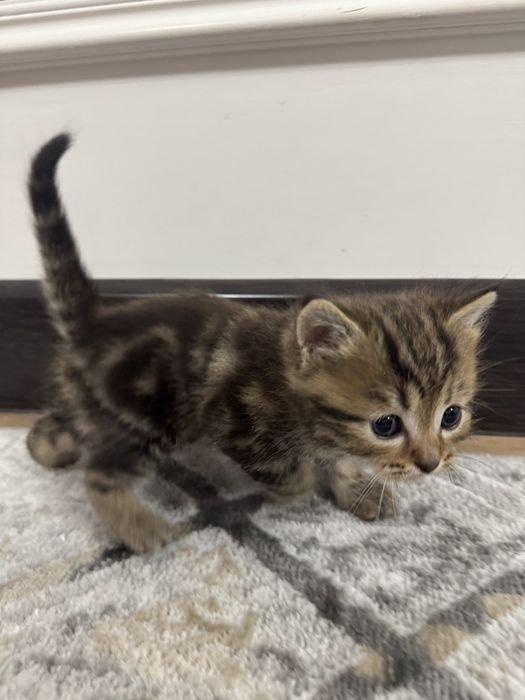 Котята ищут добрых хозяев