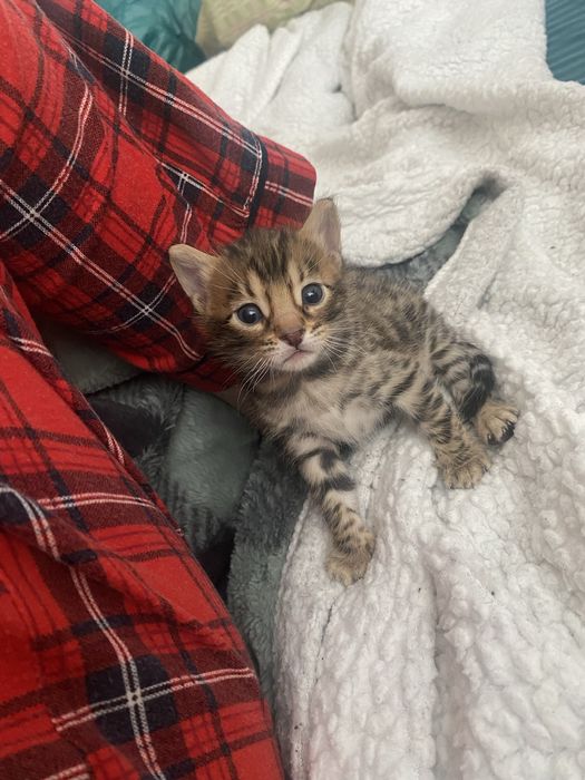 Продаются бенгальские котята