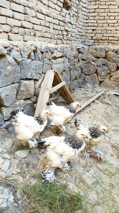 Брама жужалари сотилади