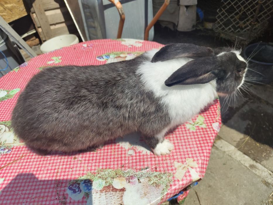 Iepure uriaș german