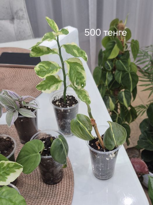 Комнатные растения,