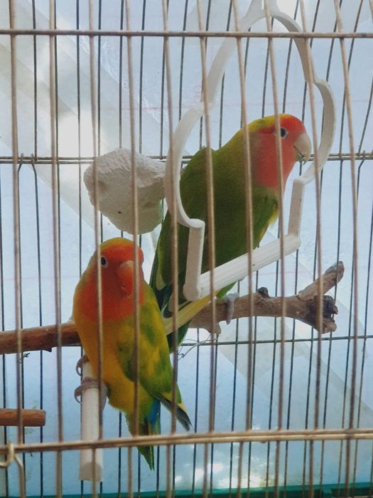 Попугайчики не разлучники