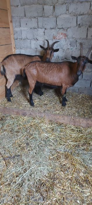 De vânzare ieduti și capre