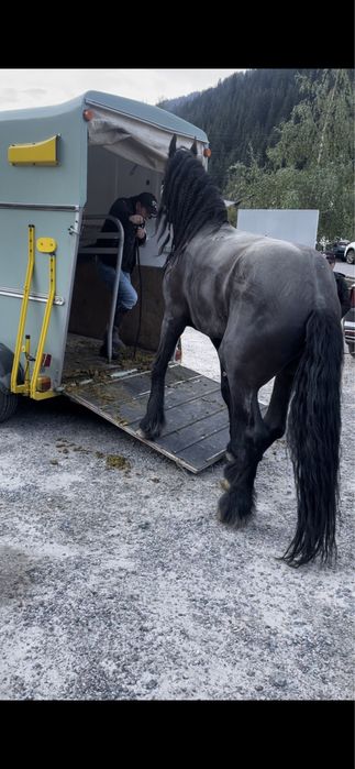 Коневозка перевозка лошадей