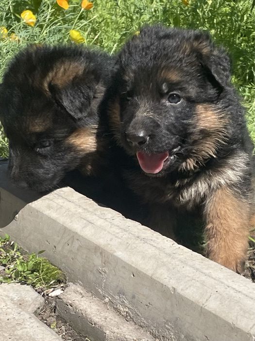 Щенки немецкой овчарки