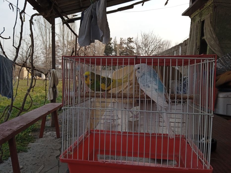 попугай волничтый