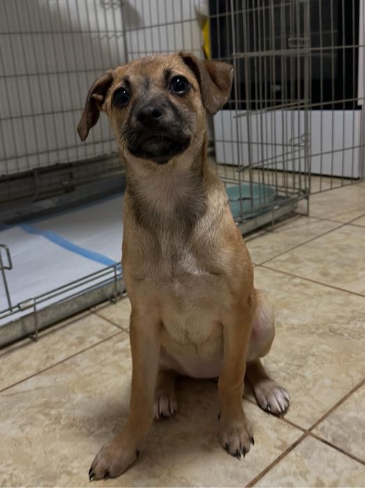 Lisa isi cauta casuta