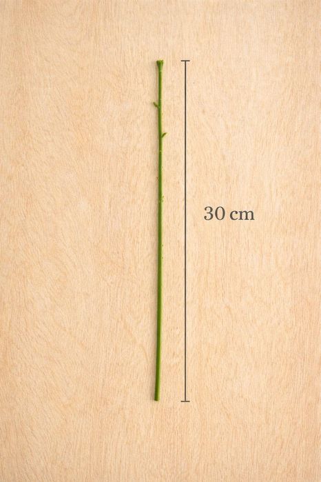 Стебель флористический 30см