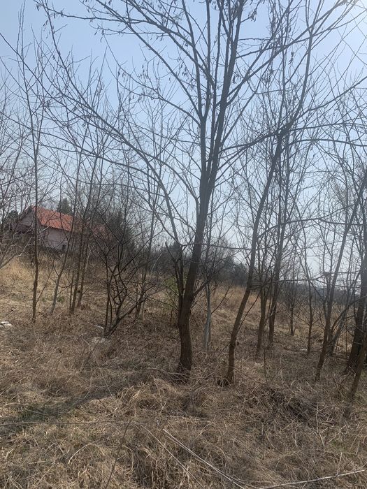 Servicii de curățare și defrișare ternuri de vegetație spontană….etc!!