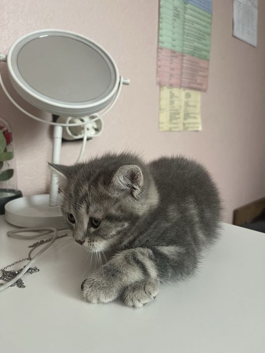 Породистый котёнок