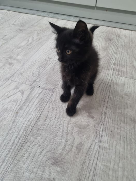 Милая кошечка в добрые руки