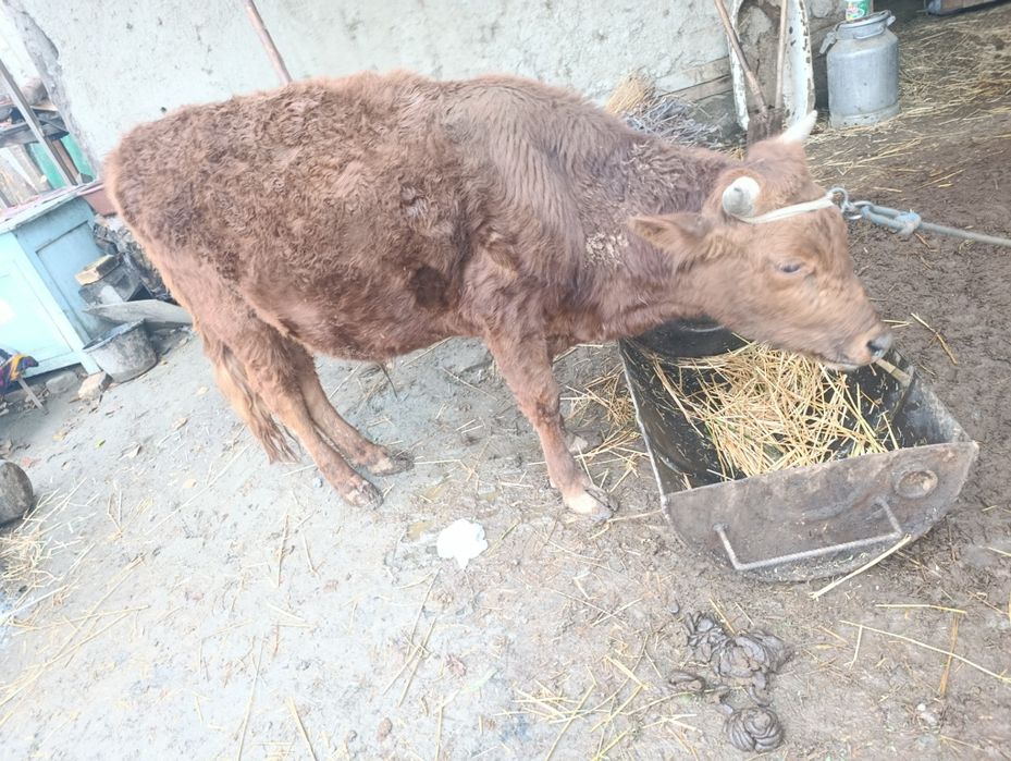 Букача уйни моли