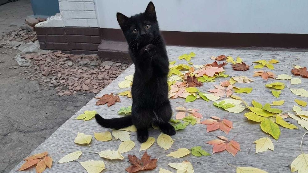 Продаются котята, 3 мальчика и 1 девочка