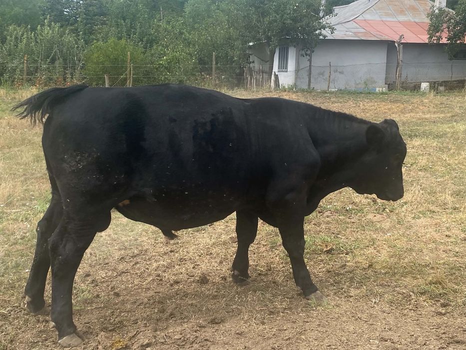 taur Angus un an