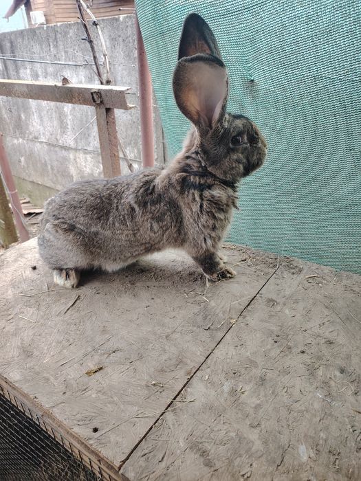 Urias german diferite cuiburi