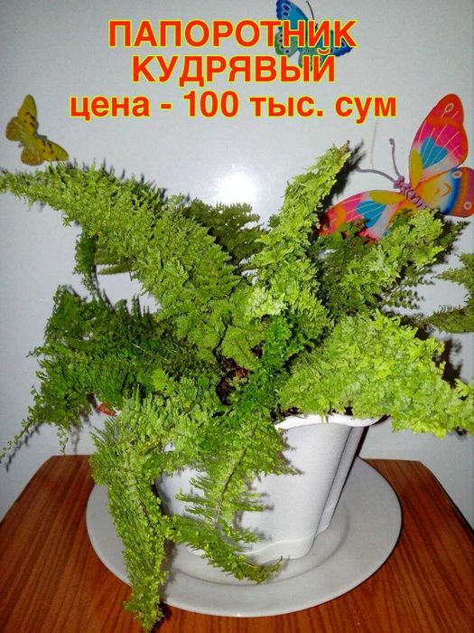 Комнатные цветы .