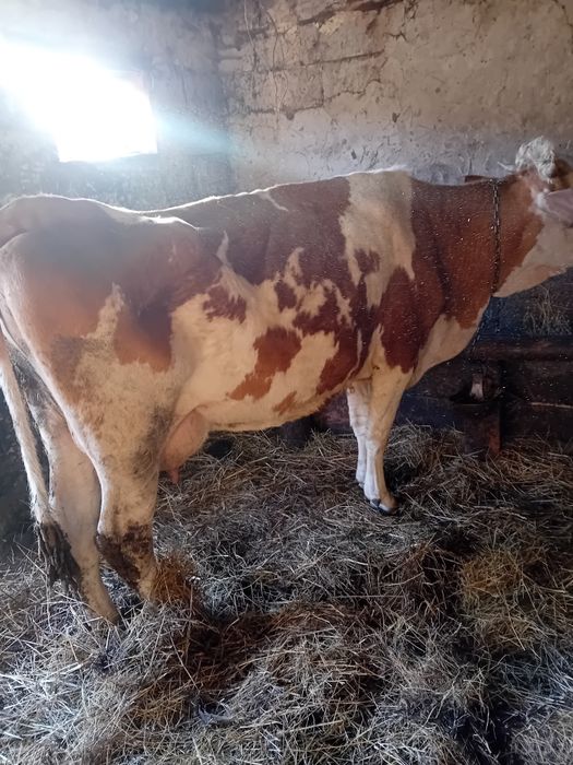 Vaci de vânzare afata și cu  lapte