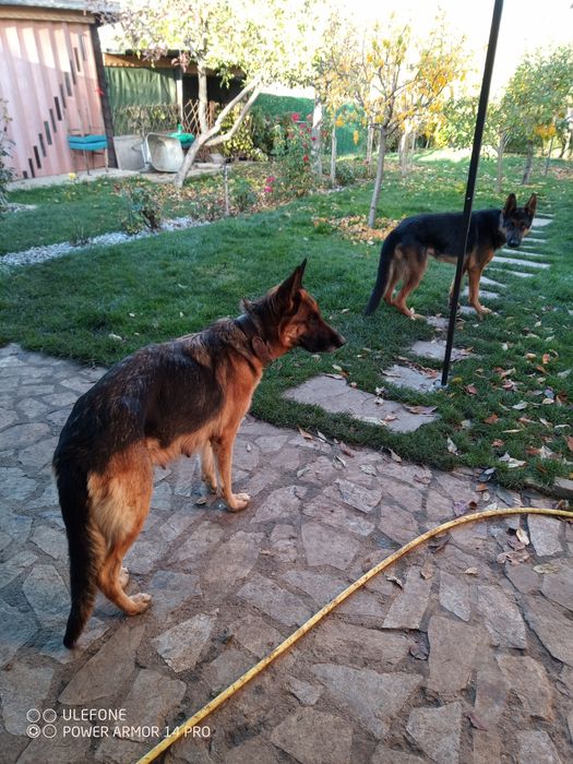 Немска овчарка,малки на два и половина месеца