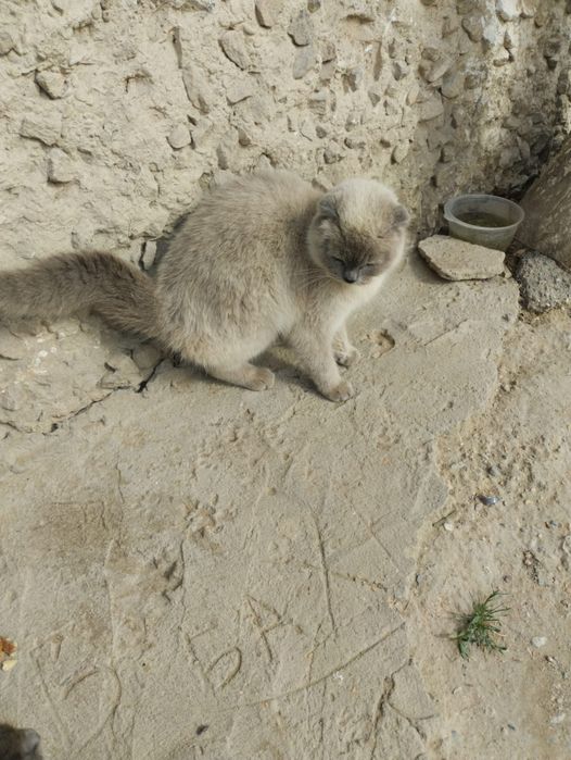 Кошечка ищет дом