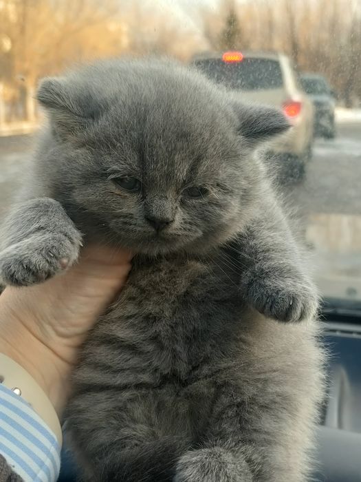 Шотландская девочка