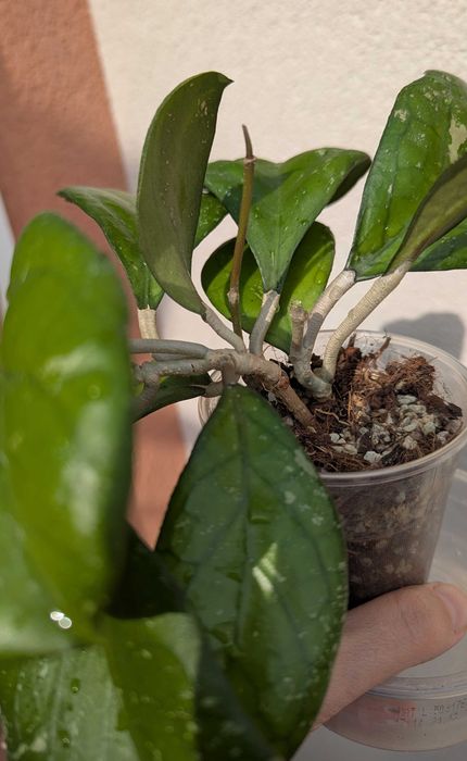 Hoya priktai( Russia)