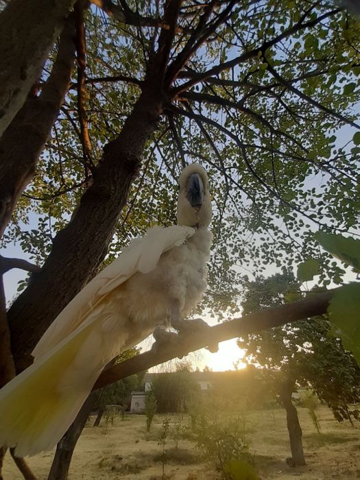 Продам Какаду оранжевохохлый ручной