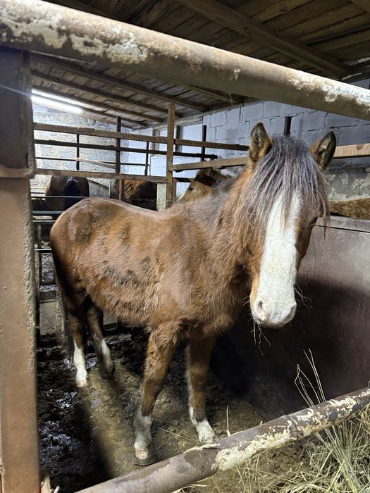 Тай полторашка ..